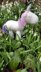 Knitted Unicorn