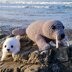 Sandy the Seal - UK Terminology - Amigurumi