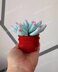 Succulent in pot - Echeveria