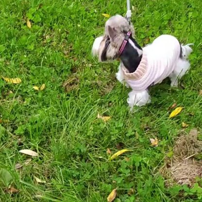 Dog sweater  “Creme stripes”