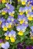 Little Pansies