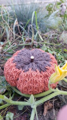Popi Pumpkin