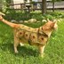 Sunflower Pet Sweater