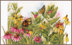 Lanarte Counted Cross Stitch Kit Butterflies & Coneflowers Cross Stitch Kit