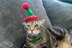 Cat's Elf Hat