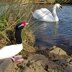 Knitted Black Necked Swan