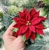 Poinsettia (Christmas Star)