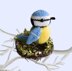 Billy Blue Tit