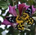 Exotic butterflies