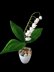 Crochet Lily of valley flowers