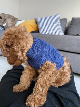 Odin’s jumper!