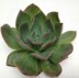 Green Prince succulent