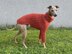 Dog Sweater ACRI CABLE