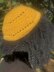 Dandelion Beret