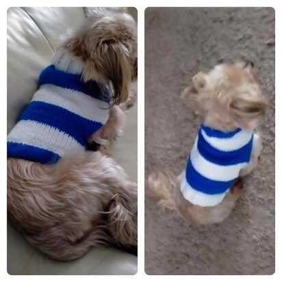 Two Colour Striped Sweater for Small Dogs - knitting pattern
