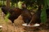 Henpecked Hood