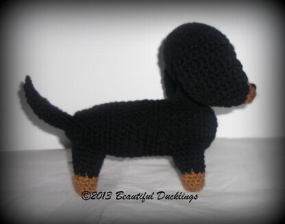 Dachshund