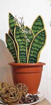 Big Sansevieria Snake Plant