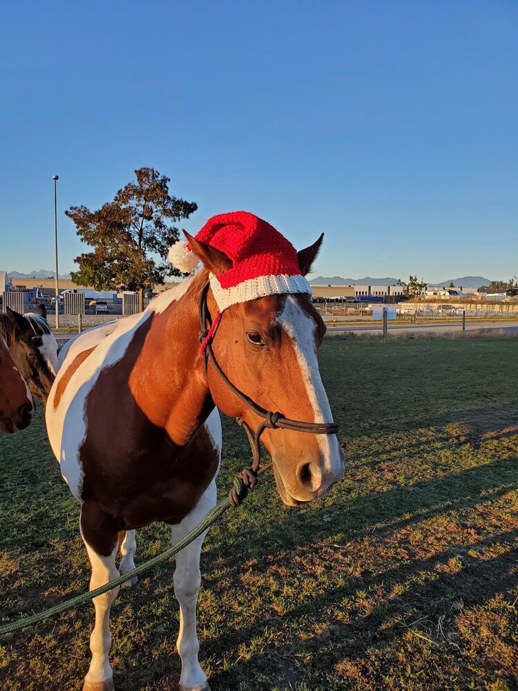 Horse hat store