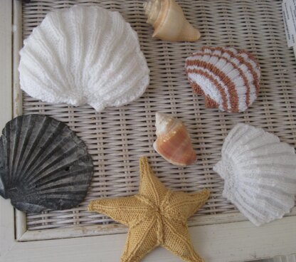 Scallop Shell