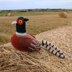 Angus the Pheasant