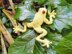 Australian Red Eyed Tree Frog