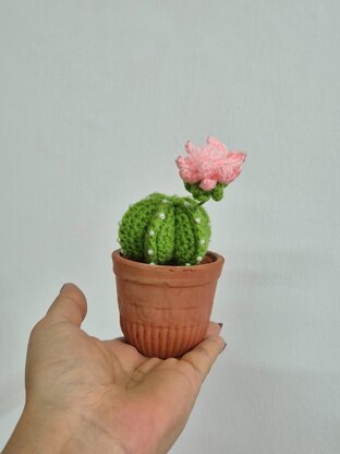 Cactus plant with flower