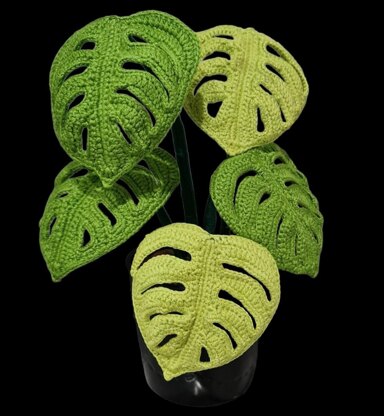 Monstera  Swiss Cheese plant