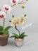 Mini Moth Orchid