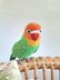 Fischer's Lovebird Plush