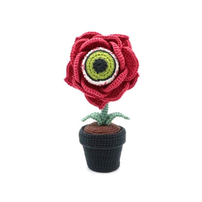 Eyeball Rose Flower in Pot