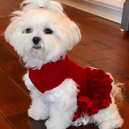 Lady in Red Doggy Dress