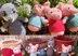 Three Little Pigs and the Big Bad Wolf Straw, Stick and Brick Houses Amigurumi