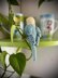 Pearl the Budgie