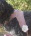 Crochet Pattern Dog Harness (for small dogs)