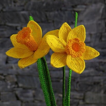 Daffodil long stem