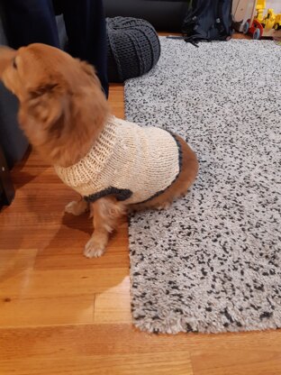 Dog jumper for Archie