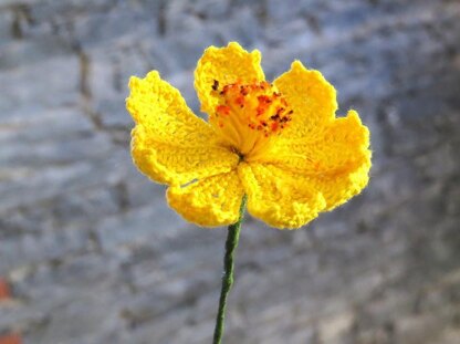 Cosmos flower wild flower