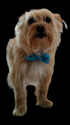 Simple Elegance Pet Bow Tie