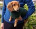 Lena's Miniature Dachshund Dog Sweater