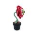 Eyeball Rose Flower in Pot