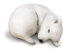 The Crafty Kit Company Snoozy Polar Bear Needle Felting Kit - 190 x 290 x 94mm