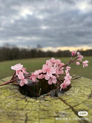 Cherry blossom branch