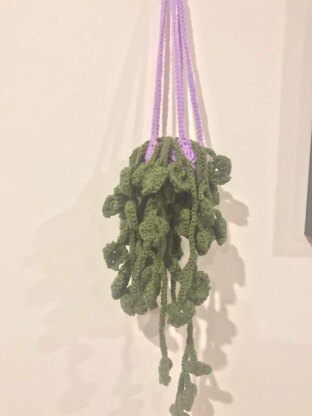 Hanging money plant