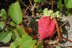 Strawberry bag and purse