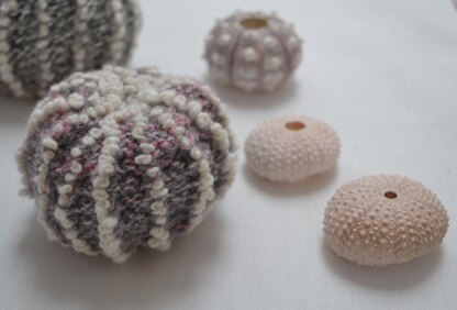 Sea Urchin Shell