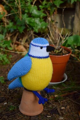 Beverley the Blue Tit