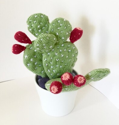 Prickly Pear Cactus