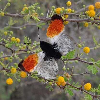 A Kaleidoscope of Butterflies