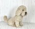 Havanese Dog